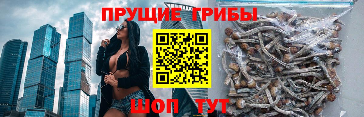 Алексеевка  Псилоцибиновые грибы прущие грибы  хочу   Вход с VPN 